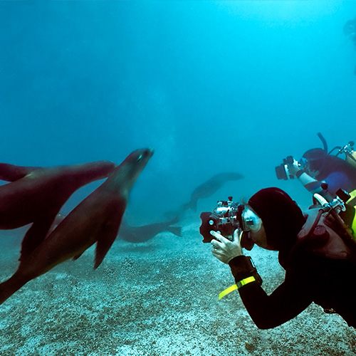Diver with a sea lion